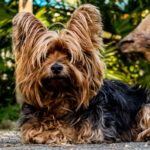 https://get.pxhere.com/photo/dog-mammal-vertebrate-dog-breed-terrier-small-dog-yorkshire-terrier-cairn-terrier-australian-silky-terrier-dog-like-mammal-australian-terrier-1005607.jpg