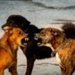 https://grishastewart.com/wp-content/uploads/2020/03/dogs-fighting.jpg