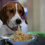 https://myhappypetshop.com/pic/funny/just-20-pictures-of-dogs-eating-pasta-4.png