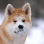 https://animal.tden.ru/wp-content/uploads/2014/10/akita.jpg